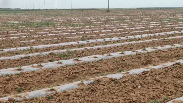 Появились первые дыни смотреть онлайн