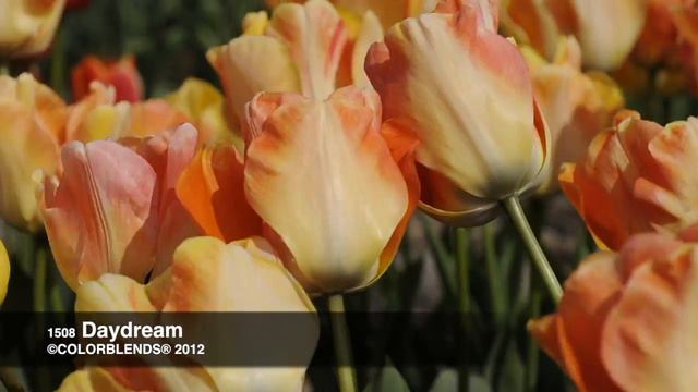 Daydream Tulips | Bulbs in Bloom смотреть онлайн