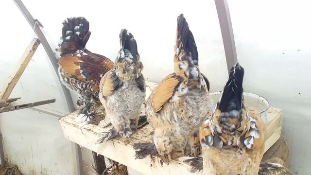 ПЯТНИЦА!! Белая курица в гнезде.!#ДеревенскоеСело смотреть онлайн