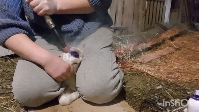 Обезроживание козлят термокаутером. Слабонервным ?♀️смотреть!