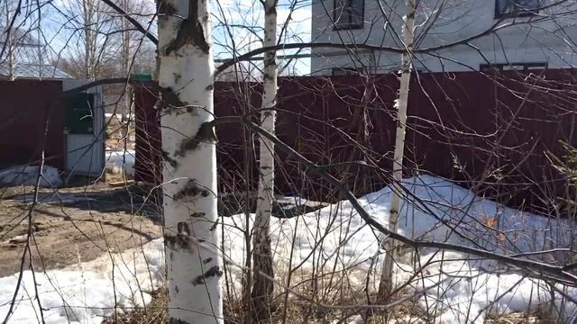 Как Собрать Березовый Сок смотреть онлайн