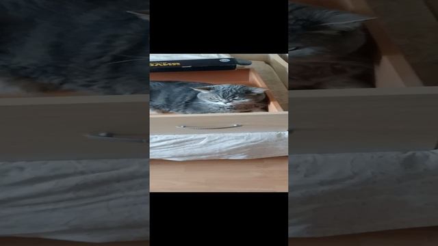 Разговоры с котом