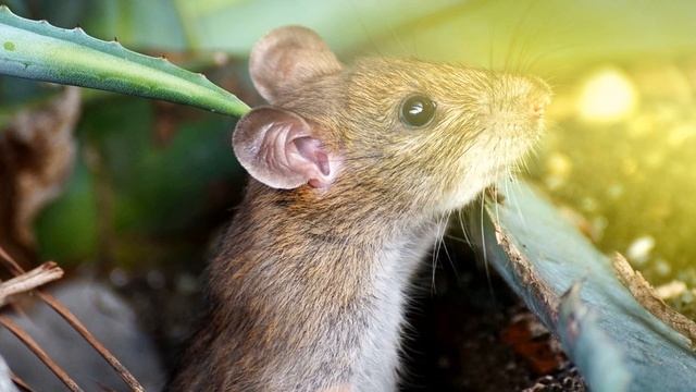 Звук мыши, какой звук издают мыши, мышиный писк смотреть онлайн