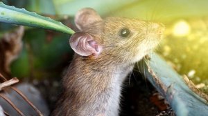 Звук мыши, какой звук издают мыши, мышиный писк