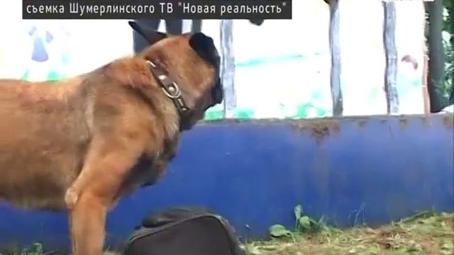 В детском лагере Шумерлинского района прошла акция «Классный полицейский» смотреть онлайн