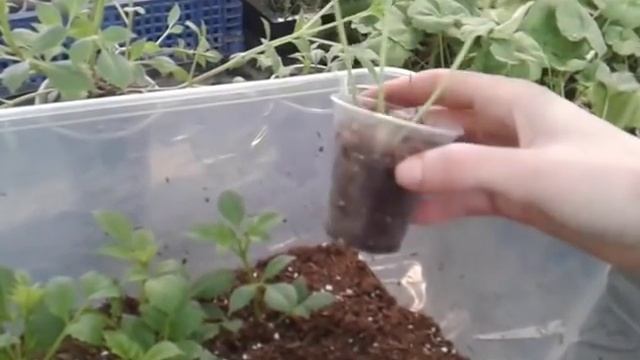 Черенкование клубневых георгин (продолжения)) смотреть онлайн