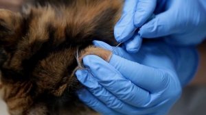 Как измерить глюкозу у домашнего питомца