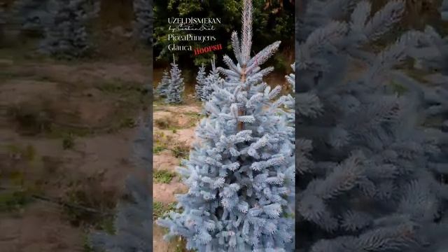 picea pungens glauca hoopsii смотреть онлайн