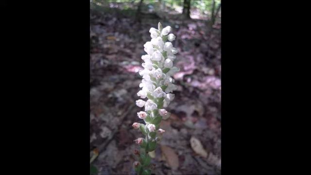 Wild Mountain Thyme смотреть онлайн
