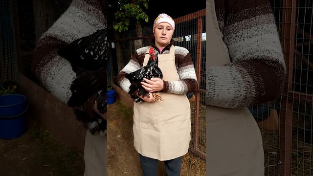 Ливенская ситцевая - эти куры просто мечта. смотреть онлайн