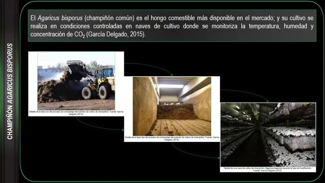 Biorremediación de suelos contaminados (champiñón Agaricus bisporus) смотреть онлайн