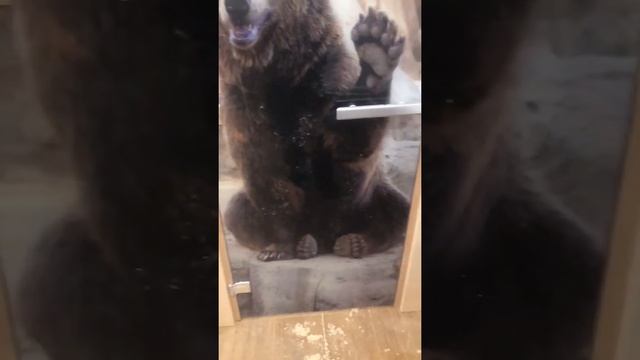 Стеклянная дверь для бани с фотопечатью A061 2000х800 мм, 1900х700 мм смотреть онлайн