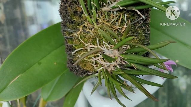 Leptotes Bicolor обильное цветение.