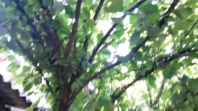 ВЫ НЕ ПОВЕРИТЕ МЫ НАШЛИ ГНЕЗДО ЧЕРНОГО ДРОЗДА И ПОСМОТРЕЛИ НА ПТЕНЦОВ ? (#2) смотреть онлайн