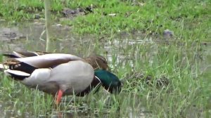 Дикие утки России и дикие утки весной