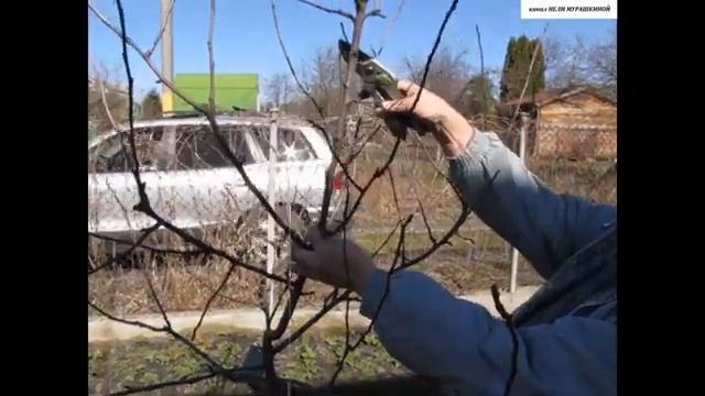 ОБРЕЗКА молодой ЯБЛОНЬКИ. ИСПРАВЛЯЕМ ОШИБКИ в формировании первого яруса ветвей. смотреть онлайн