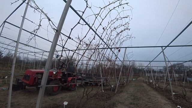 Укрытие винограда на зиму - это не сложно.