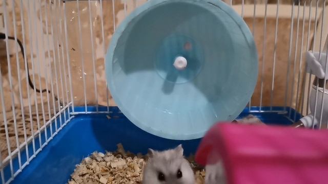 ?САМЫЙ БЫСТРЫЙ ХОМЯК БЕГАЕТ В КОЛЕСЕ //THE FASTEST HAMSTER RUNS ON THE WHEEL смотреть онлайн