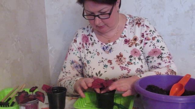 Бегония Королевская - черенкование, укоренение и пересадка. Когда, как и почему так. смотреть онлайн