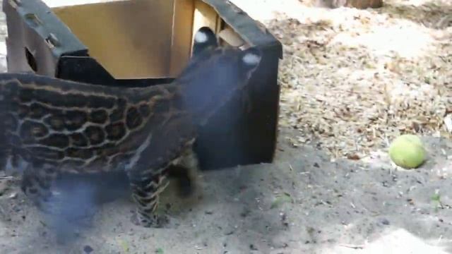 Котенок оцелота по имени Стеша появился в летнем вольере. смотреть онлайн