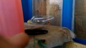 Коса бензиновая БК52-Н