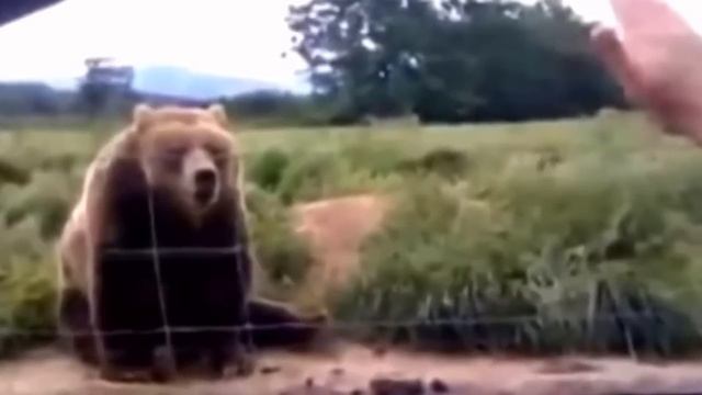 Женщина из машины машет рукой медведю – посмотрите на его неожиданный ответ через секунду! смотреть онлайн