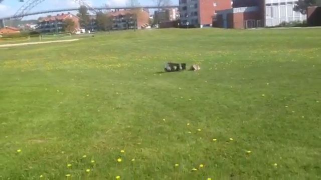 Jimmy og Snuppa koser seg. 18.05.14 смотреть онлайн
