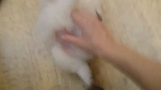 Японский шпиц возраст 1 месяц смотреть онлайн