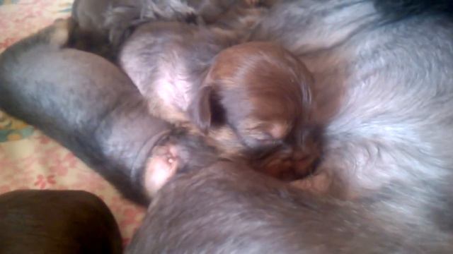 Чарующий соблазн смотреть онлайн