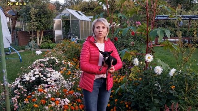 Как выглядит дача в сентябре в Германии. Дача в Германии. @galabum смотреть онлайн