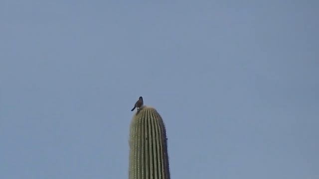 Chipping Sparrow and Cactus Wren Fighting Over Territory смотреть онлайн