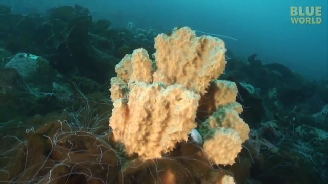 Porifera смотреть онлайн