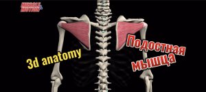3d anatomy. Подостная мышца.