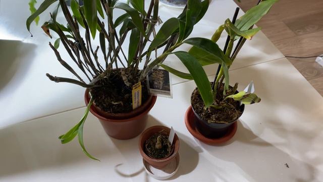 Юлия Орхидейный оазис. Покупка орхидей смотреть онлайн