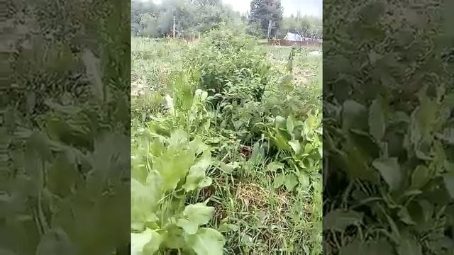 Малина под присмотром ...щавеля!