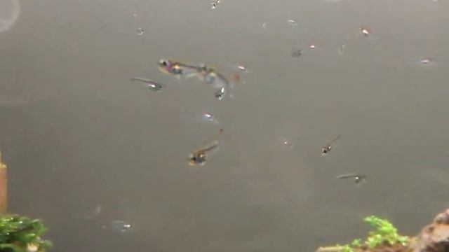 Hummingbird tetras (Trochilocharax ornatus) смотреть онлайн