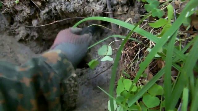 Первый коп с новым прибором   Minelab Safari