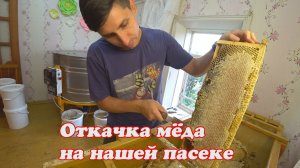ОТКАЧКА ПЕРВОГО ЛИПОВОГО МЁДА НА НАШЕЙ ПАСЕКЕ В 2023 ГОДУ.