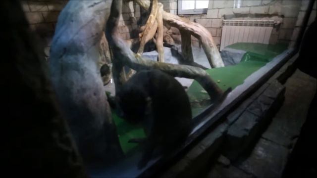 Дима ньюс 233! Пингвинарий в Лазаревском! смотреть онлайн