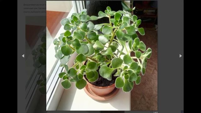 Уход за аихризоном в домашних условиях, обрезка комнатного цветка, как поливать дерево любви? смотреть онлайн