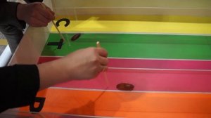 Тараканьи бега - НЕВЕРОЯТНОЕ РАЗВЛЕЧЕНИЕ на корпоратив!