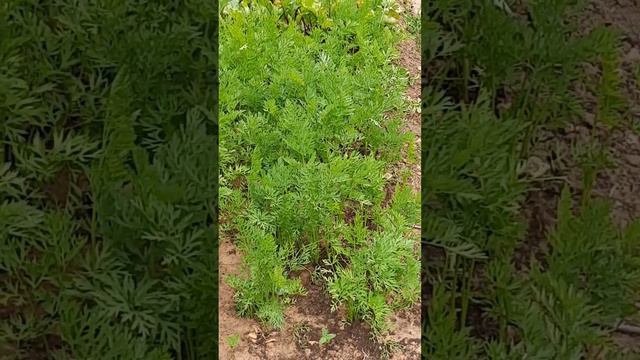 🌳 Ижевск. Дачные истории 5 смотреть онлайн