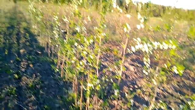 Однолетний Стенли на алыче а2. Цветение смотреть онлайн