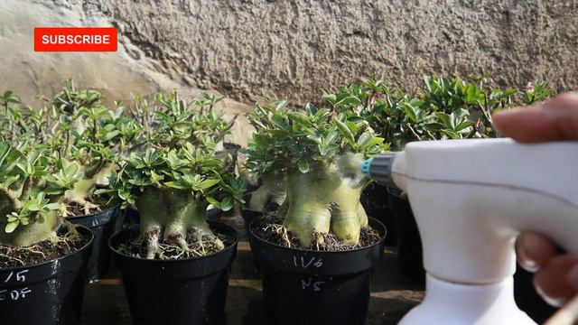 How to Fertilize Leaves (FOLIAR) for Desert Rose Bonsai Adenium Plants (SUBTITLE) смотреть онлайн