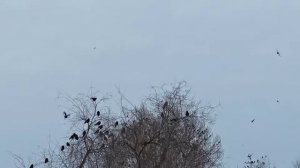 УРА ПРИЛЕТЕЛИ ГРАЧИ, ВЕСНА ПРИШЛА