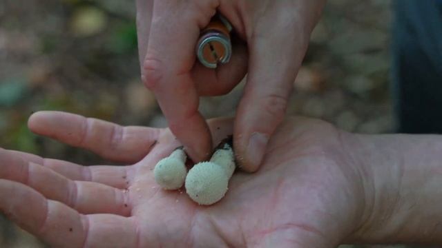 Common Puffball: How to Identify this Edible Fungi | Lycoperdon Perlatum смотреть онлайн