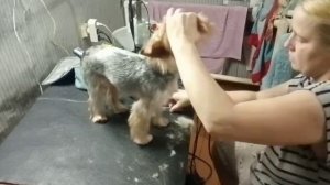 Гигиеническая Стрижка Йорка. Груминг Йоркширского Терьера Гарика)