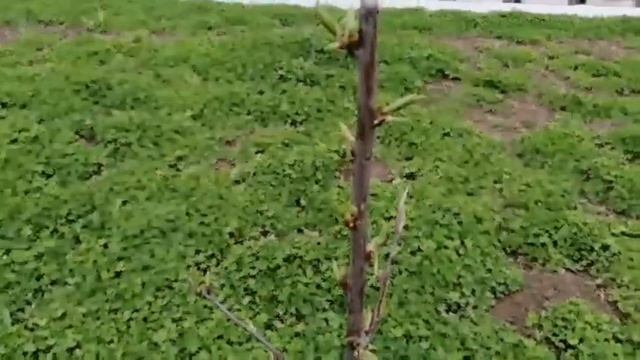 Как пересадить 5-ти летнюю яблоню смотреть онлайн