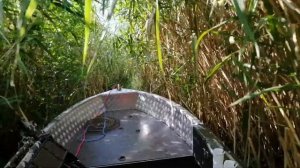 Южанка в дебрях Амазонки Днепра