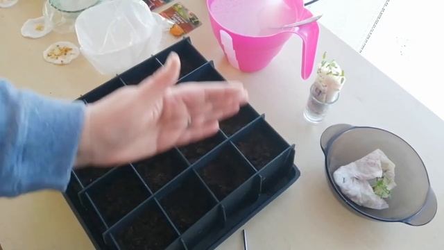 Два метода проращивания семян болгарского перца и горького перца. смотреть онлайн